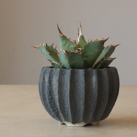 Agave titanota Sierra Mixteca × soso (3.5号鉢)  no.426-28