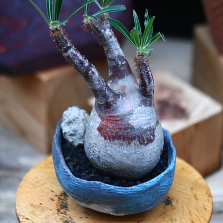 パキポディウム  グラキリス ／Pachypodium  gracilius     no.101034