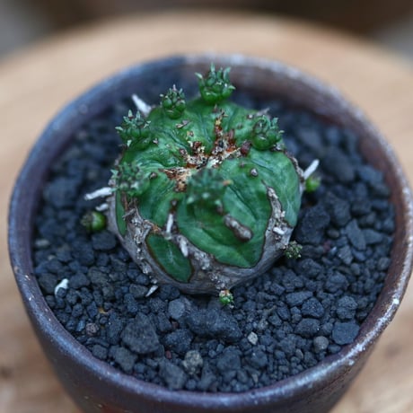 ユーフォルビア  オベサ hyb. ／Euphorbia obesa  hyb.    no.102425