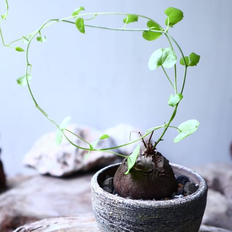 ディオスコレア   亀甲竜    Dioscorea elephantipe     no.102706
