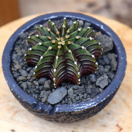 ギムノカリキウム   フィードリッフィーLB2178／Gymnocalycium friedrichii    no.42424