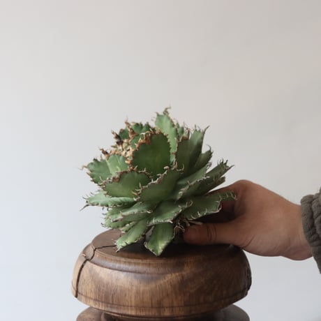 U.S. filigree (Agave titanota filigree) / Style of Chika　no.1227-39