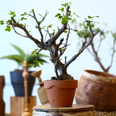 Bursera fagaroides × YAMABACHI   no.92425