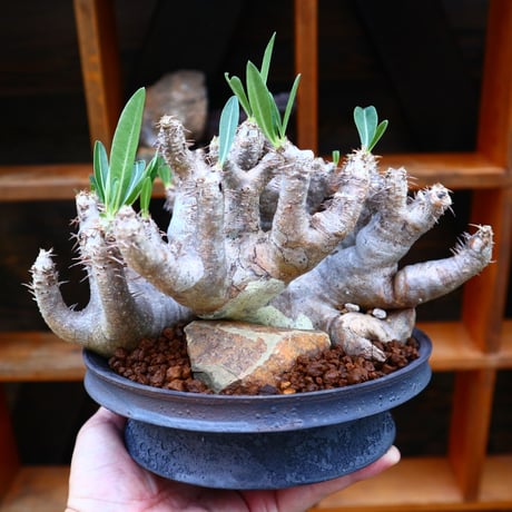 パキポディウム ブレビカリックス／Pachypodium densiflorum var. brevicalyx      no.60574