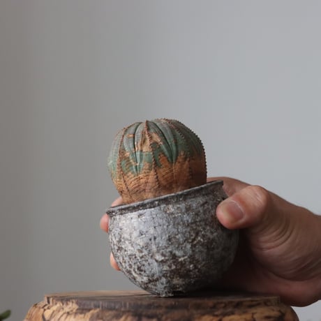 Euphorbia obesa  × たけろうポット  no.61604