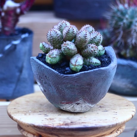 ユーフォルビア  オベサ hyb.     Euphorbia obesa  hyb.    no.32121