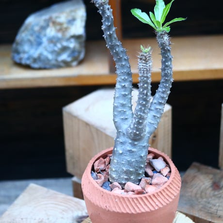 パキポディウム  マカイエンセ／Pachypodium Makayense       no.12351