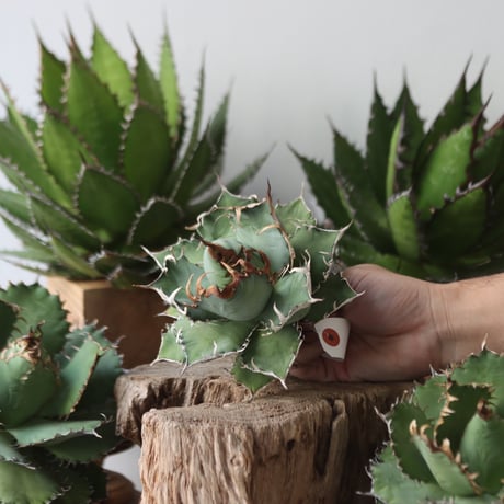 U.S. personal collection titanota (Agave titanota) / Style of Chika　no.1206-30