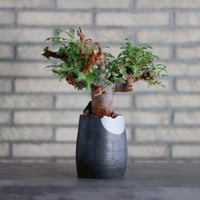 【現品】アロエ・プリカティリス（Aloe plicatilis）8号鉢　Ｎ１５番 現品】アロエ・プリカティリス（Aloe plicatilis）8号鉢 N15番 現品