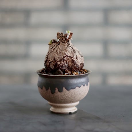 パキポディウム マカイエンセ　中川智治鉢 パキポディウム マカイエンセ 中川智治鉢