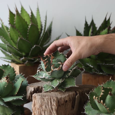 U.S. personal collection titanota (Agave titanota) / Style of Chika　no.1206-30