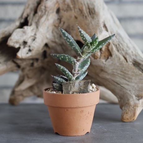 Aloe arenicola  × YAMABACHI (3号)  no.629-2
