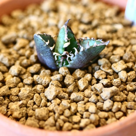 【9/9入荷未発根未活着ベアルート植込み】 Agave titanota redcat weezle.   no.91767