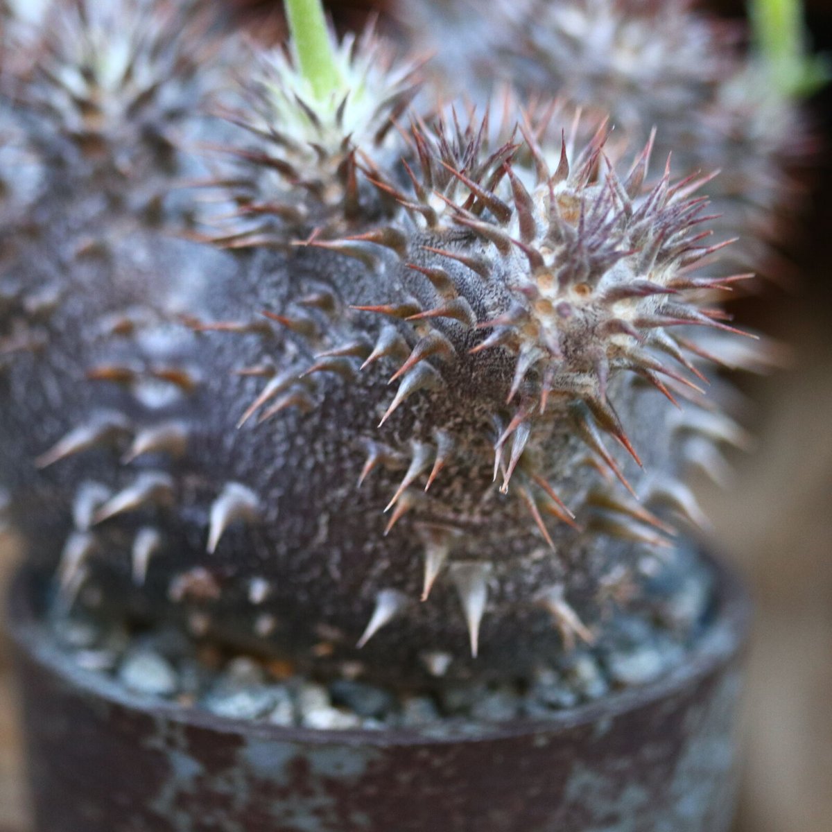 パキポディウム 恵比寿大黒(実生)/ Pachypodium Densicaule/ 発根