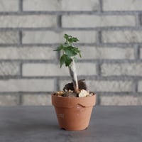 Bursera fagaroides × YAMABACHI (3号)  no.621/30