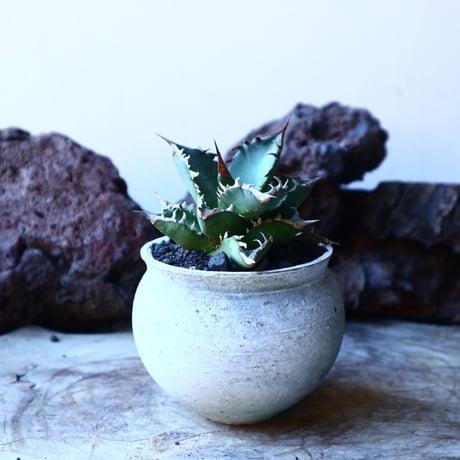 アガベ   チタノタ 　 Agave  titanota   no.30112