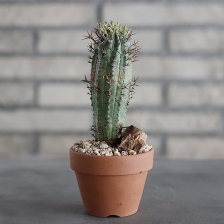 Euphorbia stellispina (群星冠'雌’) / South Africa / T.W. × YAMABACHI (3号) no.329/4