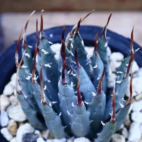 アガベ  ユタエンシス  エボリスピナ／Agave uthaensis var. eborispina     no.70409