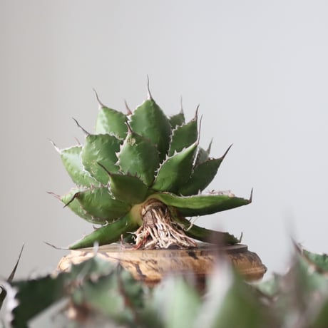 Agave horrida / Style of Chika　no.42159