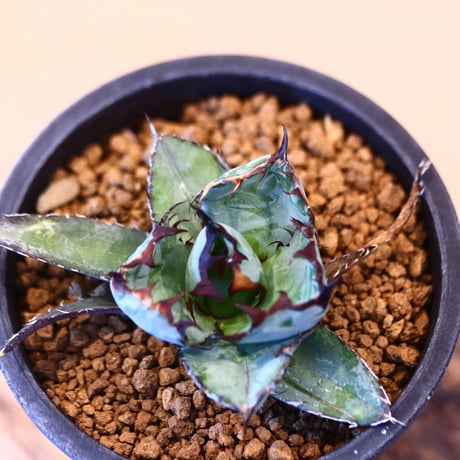 Agave titanota black&bule     no.32450