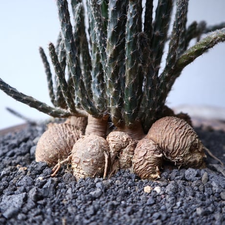 プテロカクタス ツベローサス   黒竜     Pterocactus tuberosus   no.112403