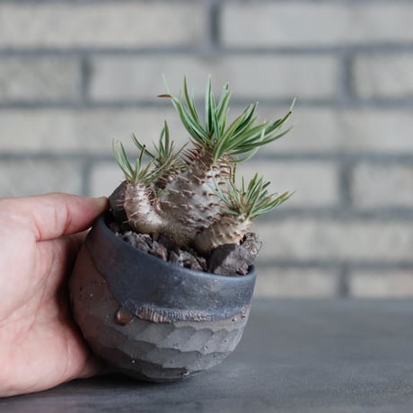 Pachypodium gracilius × N/OH (2.5号)  no.817-26