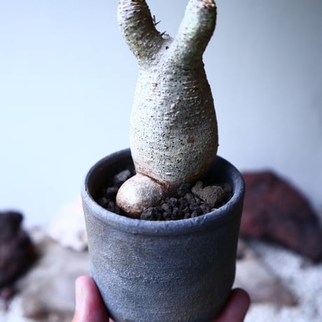 パキポディウム グラキリス   Pachypodium rosulatum var. gracilius no.102734