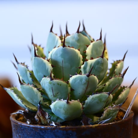 Agave potatorum 'Kisshoukan' × Kazuhiro Arima 　no31040