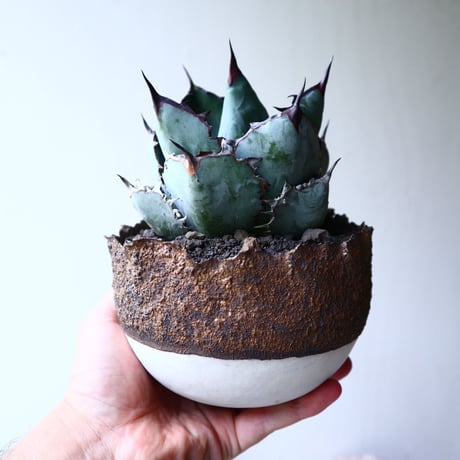 アガベ チタノタ　ブラック＆ブルー  Agave titanota black&bule    no.72108