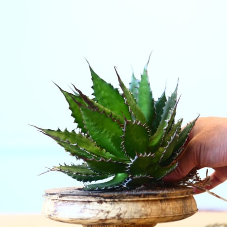 Agave horrida / Style of Chika   no.1015/68