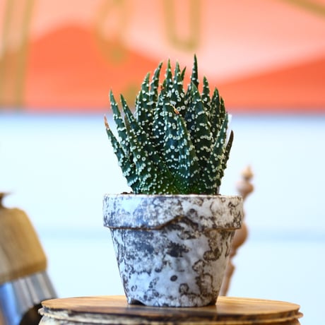 YAMABACHI ver. takero pot × Haworthia papillosa    no.102227