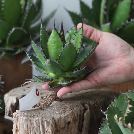 U.S. horrida (Agave horrida) / Style of Chika　no.1203-65