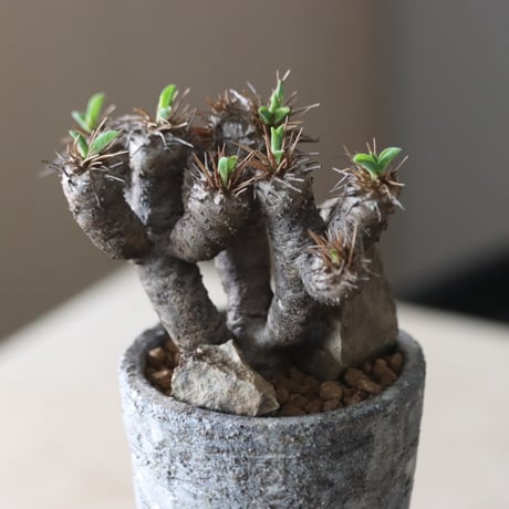 Euphorbia guillauminiana × たけろうポット   no.917-13