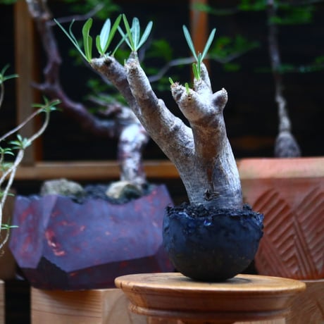 パキポディウム  イノピナツム／Pachypodium Inopinatum   no.101046
