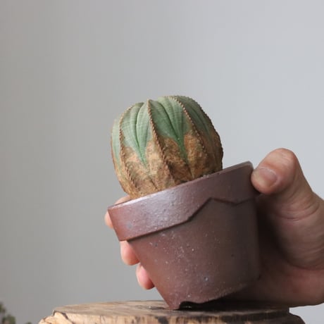 Euphorbia obesa  × YAMABACHI var. 六本芽  no.61610