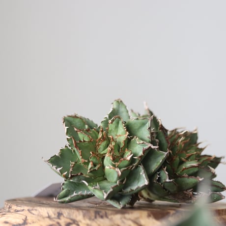 Agave titanota filigree Devil/ Style of Chika　no.42135