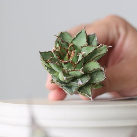 Agave titanota filigree Devil/ Style of Chika　no.42105