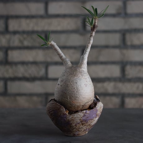 Pachypodium gracilius × takero pot (3.5号)  no.817-5