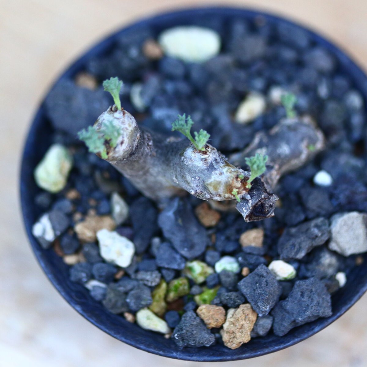 ち*む様 サルコカウロン ムルチフィズム 特大株 / w46cm】サルコカウロン ムルチフィズム［No.06］ × 根本峻吾