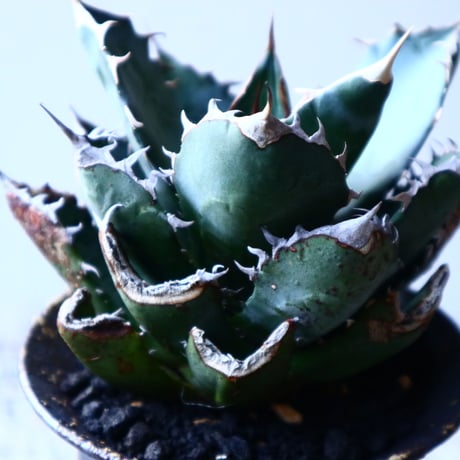 アガベ   チタノタ 　 Agave  titanota   no.121520
