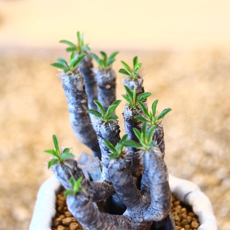 Euphorbia guillauminiana × Yuko Takahashi   no.90311