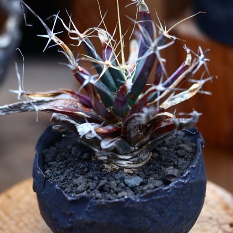 レウクテンベルギア  晃山／Leuchtenbergia principis  no.22025
