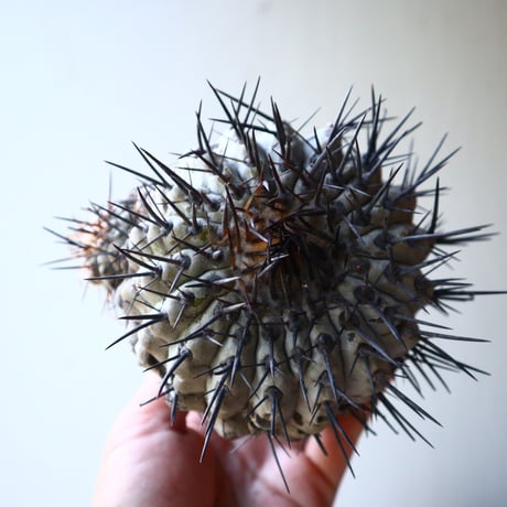 コピアポア 黒王丸     Copiapoa cinerea  no.90204