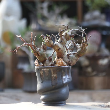 ペラルゴニウム  クリズミフォリウム／Pelargonium crithmifolium  no.102314