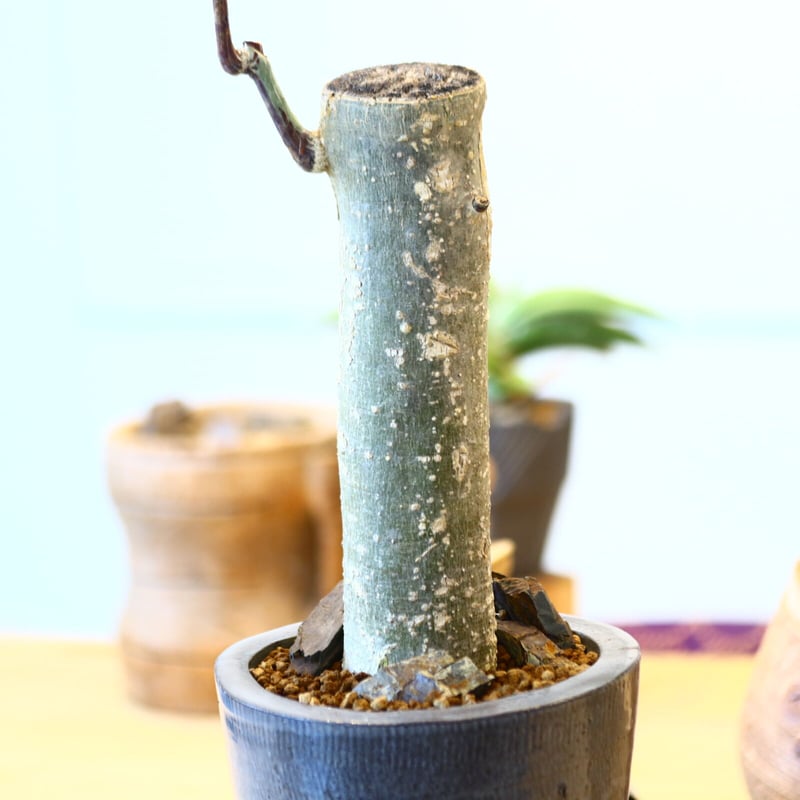 Adenia perrieri × N/OH no.92442 | 芽の巣山
