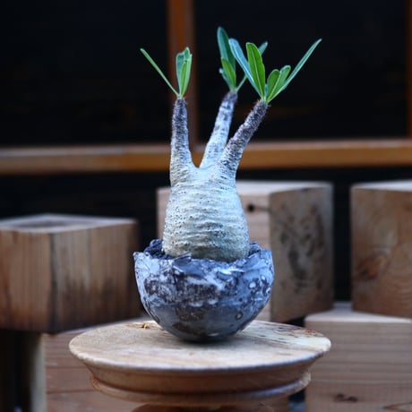 パキポディウム  グラキリス ／Pachypodium  gracilius     no.110723
