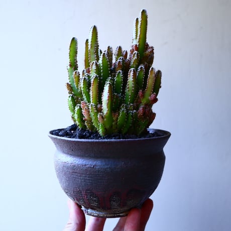 セレウス   ペルビアナス  Cereus peruvianus f. 'spiralis'　 no.11927
