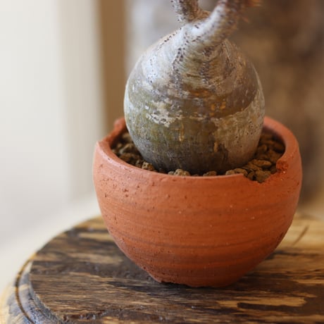Pachypodium gracilius × N/OH  no.82546