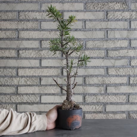 Fouquieria purpusii × N/OH (3.5号)  no.628/68