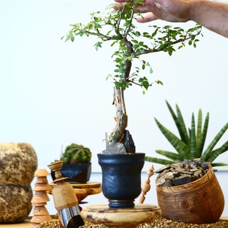 Bursera fagaroides × P&A   no.91746
